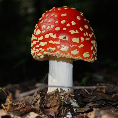 Mushroom Svaneti