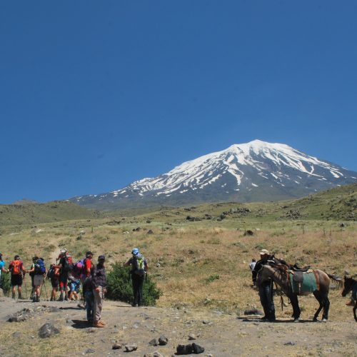Horses on Ararat
